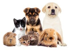 Pet Friendly Pest Control Near Me Solutions For Safe Homes