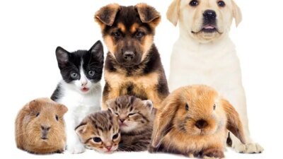 Pet Store Point Of Sale Systems Your Ultimate Solution