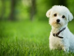 Pet Safe Pest Control Near Me For A Worry-free Home