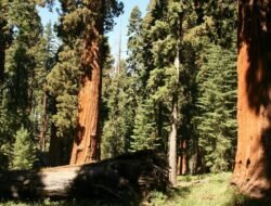 natural beauty group coupon code Unlock Amazing Deals