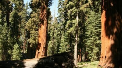 natural beauty group coupon code Unlock Amazing Deals