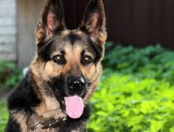 German Car Accessories Discount Code Save Big Today