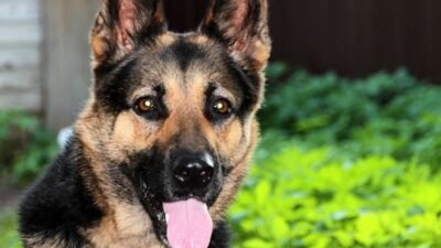 German Girl Wallpapers - Wallpaper Cave - EroFound