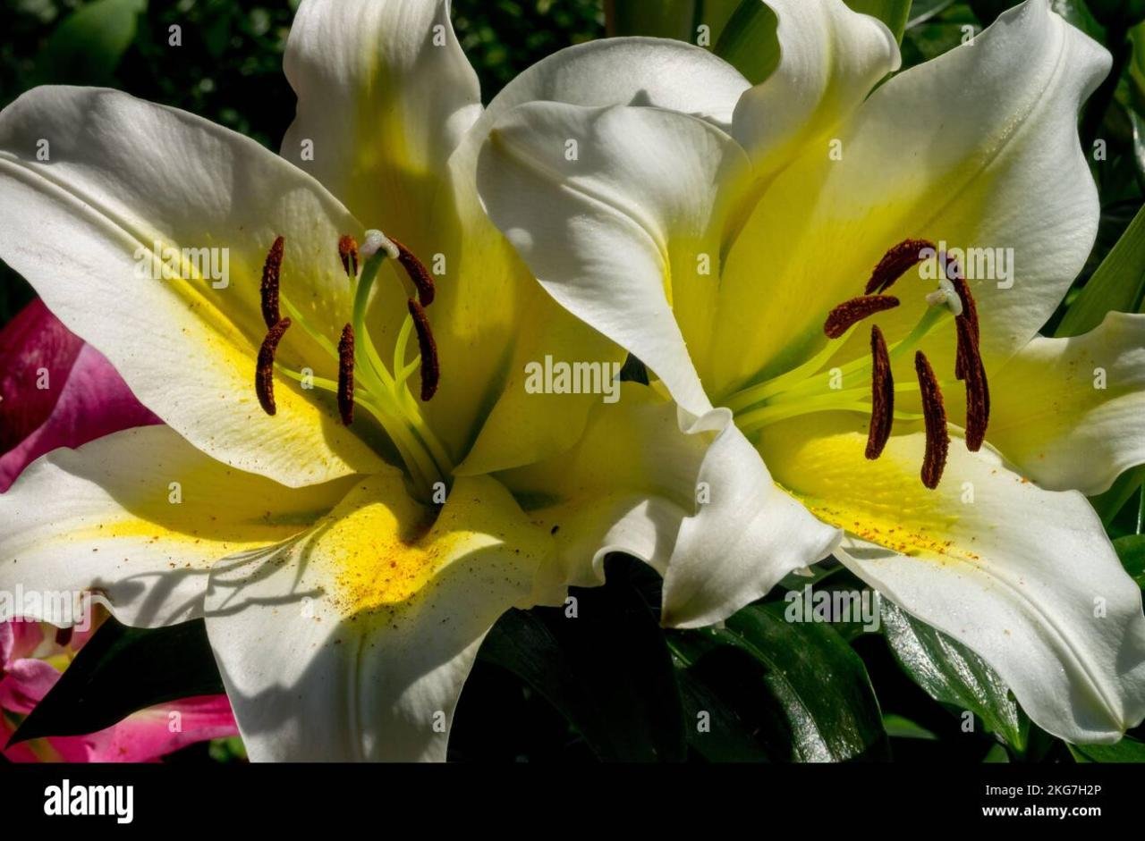 Yellow bananas in open hi-res stock photography and images - Alamy