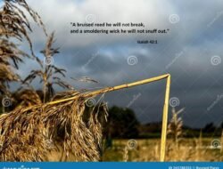 Reed Jewelry Coupon Offers Exclusive Savings Today