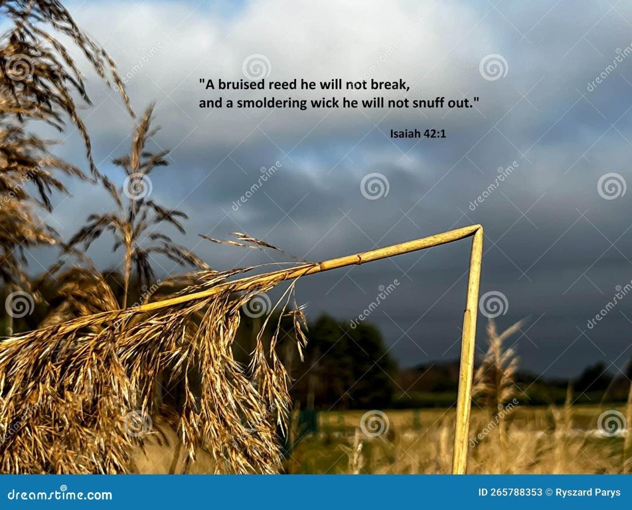 Images of GROWING REED - JapaneseClass.jp