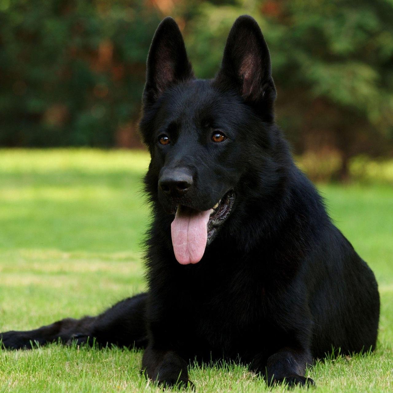 Bi-Color German Shepherd: Beautiful and Unique Dog With a Special Color